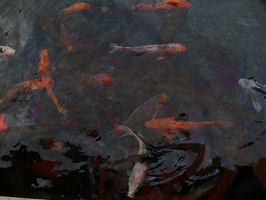 Fish tank 2