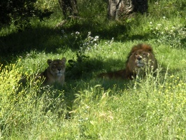 Lions @ Oakland Zoo