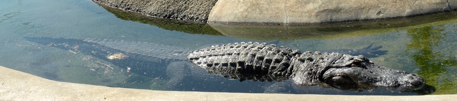 Alligator @ Oakland Zoo, 17MP!