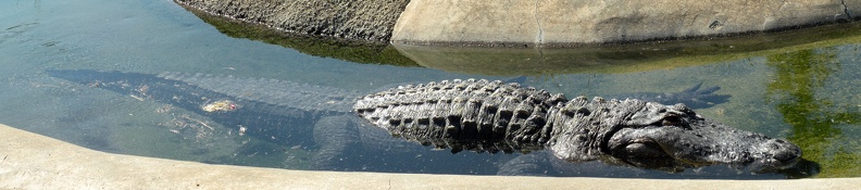 American Alligator
http://www.oaklandzoo.org/American_Alligator.php
17 megapixel panorama (you really have to download it to zoom in past screen width, but as a point of reference you won't see any pixelation until his eye fold is over an inch high, which means it'll look decent printed at 88 x20 ) oakland_alligator.jpg