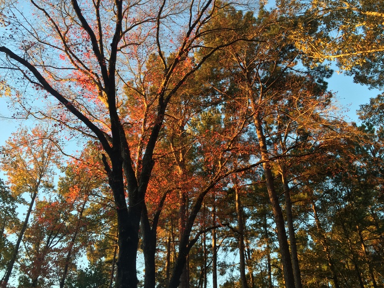 2016-11-19 07.10.14 HDR - 2016-11-19 07.10.14 HDR.jpg 2016-11-19 07.10.14 HDR.jpg